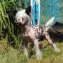 Geares Yatai-Lee Chinese Crested