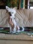 I Bayla Little Champs Chinese Crested