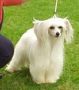 Killoughy Candy Stripe Chinese Crested