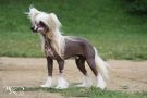 Wild Horse Favonius Poland Chinese Crested