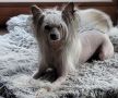 Xenres De Sothis Chinese Crested