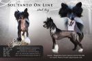 Sol'tanto On Line Chinese Crested