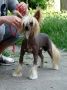 Grand Prix Black of Channel Chinese Crested