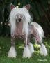 Blanch-o's Icing On The Cake Chinese Crested
