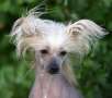 Artic Flyer's Meant To Be Chinese Crested