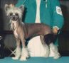 Silver Bluff Go For Gin Chinese Crested
