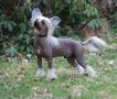 Amyfield The Winner Takes it All Chinese Crested