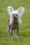 Twice as Nice First Crush Chinese Crested
