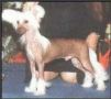 Going For The Gold N'Co. Chinese Crested