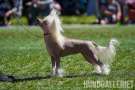 Bonniveras Quintessence Chinese Crested