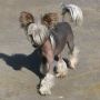 Mohawk Undercover Lover Chinese Crested