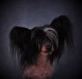 Jaccob Dandy Mate Chinese Crested
