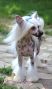 Cappy Dot Pretty Sweet Chinese Crested