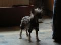 Doucai's TrueCrested Chinese Crested