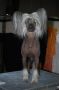 Equiss Monkey Business CGN Chinese Crested