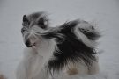 Baxter Sulimer Chinese Crested