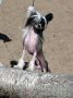 Woodlyn Moptop Bourbon St Jazz Chinese Crested