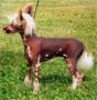 Caprioso Zhilan-Quing Chinese Crested