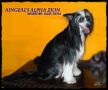 Aingeal's Alpha Zion Chinese Crested