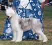 Snowcrest's Blue Ice Chinese Crested