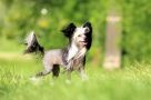 Grace Crestedgang Chinese Crested