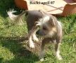 Jhanchi's Its Only Rock N Roll Chinese Crested