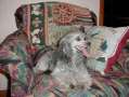 Earlylite Devil InA BluDress Chinese Crested