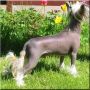 Family Song's Urian Chinese Crested