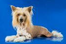 Unreal Krutbl Similor Of Treil Fire Chinese Crested