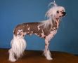 Amant Chinese Crested