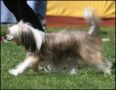 House Of Fun's Carmen Electra Chinese Crested