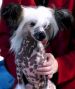 Splfyr Partly Cloudy Chinese Crested