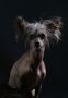 Naughty Charley of Gizzy's Home Chinese Crested