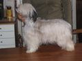 Suanho's Acoma Silk Chinese Crested