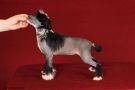 Girl Power Dom Risorto Chinese Crested