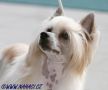 Caynn Plysovy pritel Chinese Crested