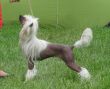 Moria Light of Shin-Ra Chinese Crested