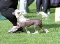 Touch Beauty Fairy Tale Chinese Crested