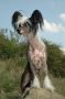 Mystic Modry Kvet Chinese Crested