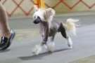 Llynraven's For The Glory Of Love  Chinese Crested