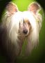 Silver Bluff Remington Steel Chinese Crested