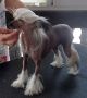 Woodlyn Moptop Champagne N'Roses Chinese Crested