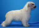 Status Imperial Lady Bronze Chinese Crested