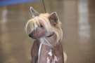 (ch) Just An Illusion de L'Ore des Rves Chinese Crested