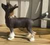 Absolute Souls Pasodoble Chinese Crested