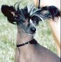 Man-Ly de Lou Simbeo Chinese Crested