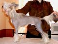 For Just Me Top Model De Rama Chinese Crested