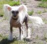 Mslis Concorde Chinese Crested