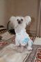 Victoria Chinese Crested