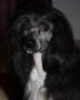 Beyonce Chinese Crested